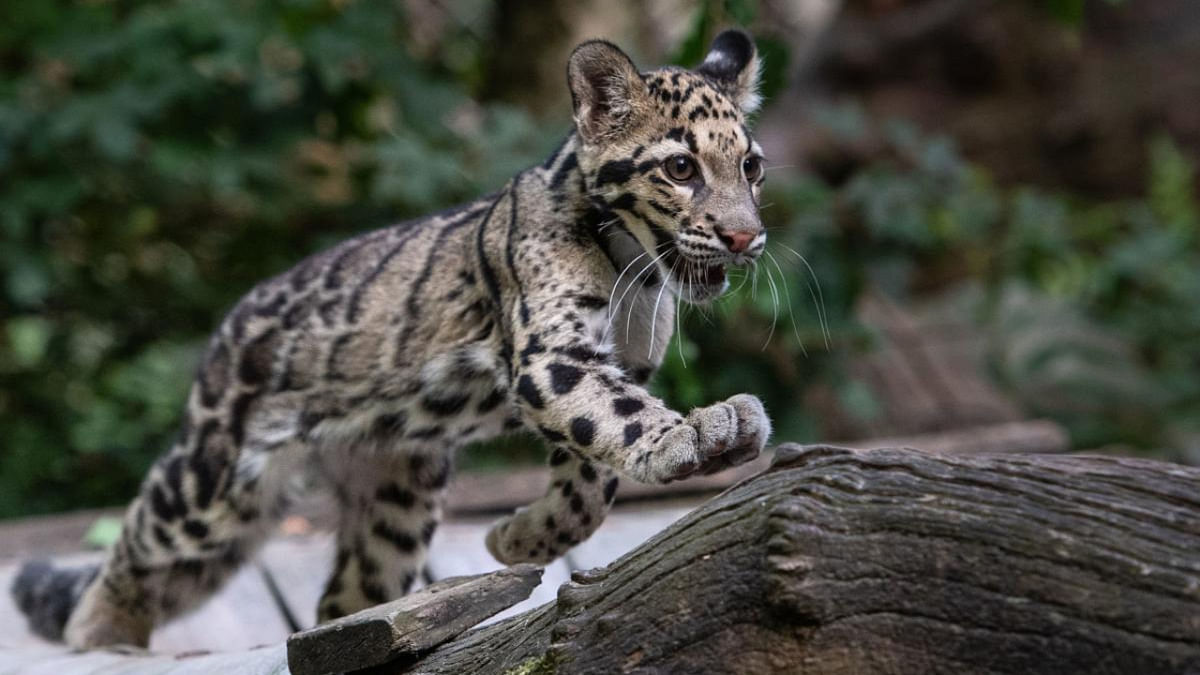 Leopard escapes at Dallas zoo, prompting closure