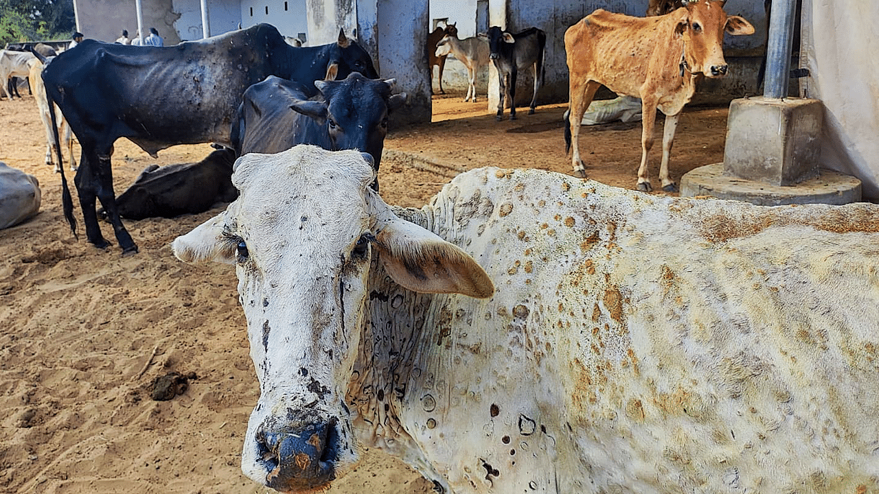 Cows infected with lumpy skin disease. Credit: PTI Photo