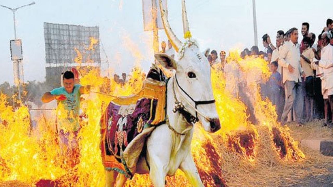'Kichchu hayisuvudu' is a ritual where cattle are made to cross over fire. Credit: DH File Photo