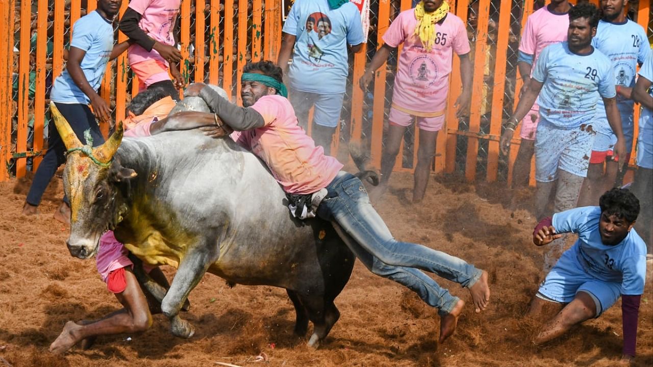 People try to take control of a bull as they participate in the 'Jallikattu' event as part of 'Pongal' celebrations, near Madurai, Monday, Jan. 16, 2023. Credit: PTI Photo