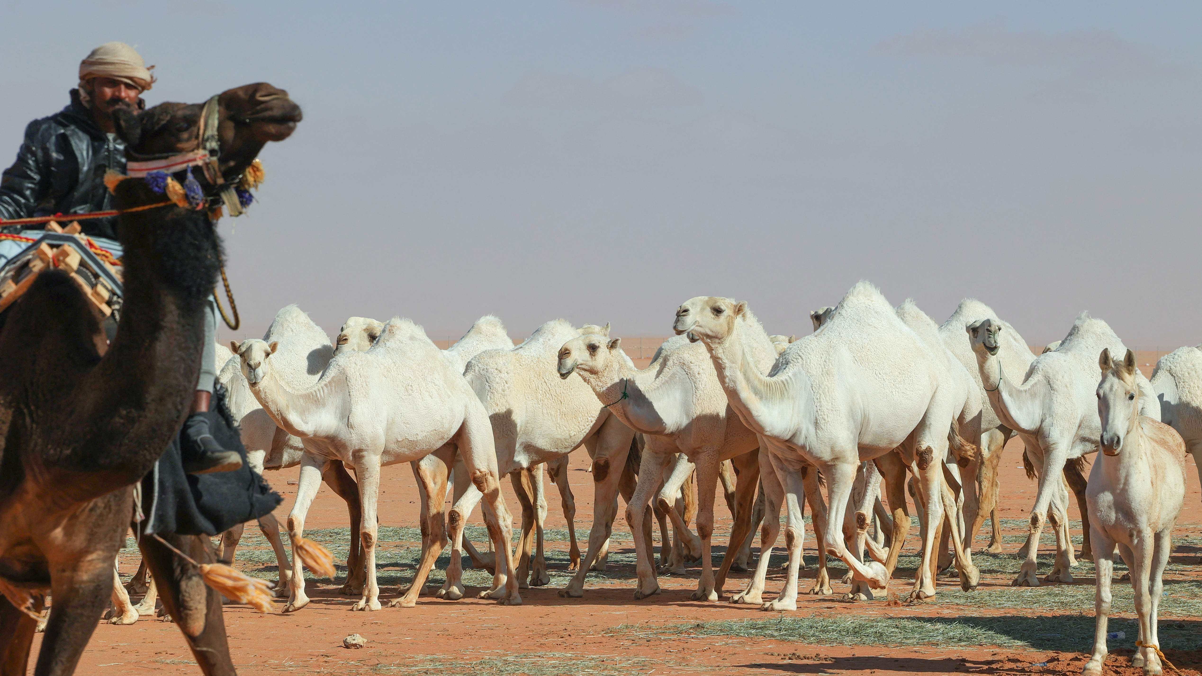 A Saudi camel herder leads his animals during the annual King Abdulaziz Camel Festival in Rumah desert. Credit: AFP Photo