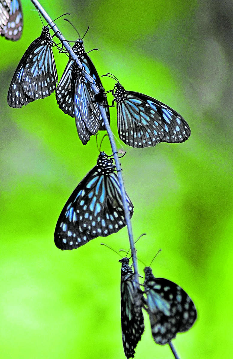 Blue tiger butterflies rest on a tree branch at Cubbon Park.