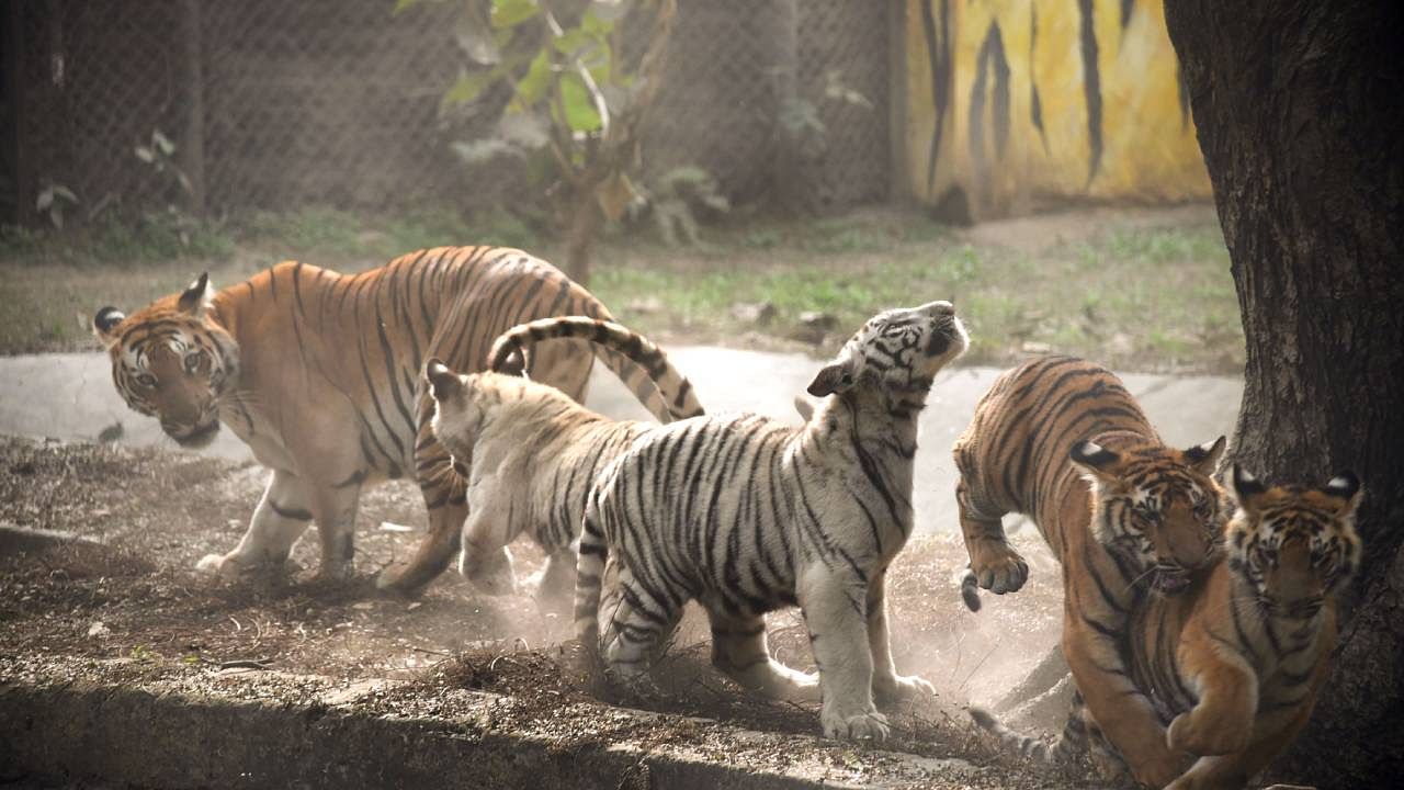 A tigress plays with her four cubs inside an enclosure at Sanjay Gandhi Biological Park in Patna. Credit: PTI Photo