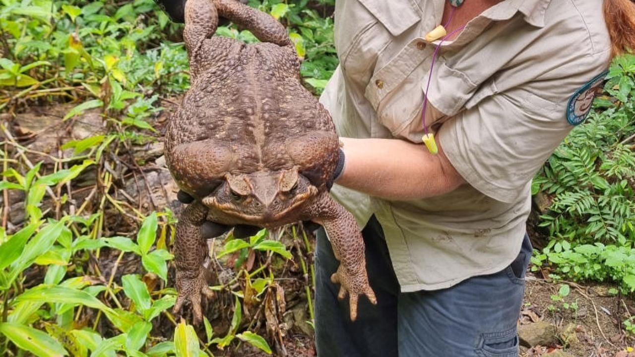 Cane toad dubbed 'Toadzilla' and believed by Australian park rangers to be the world's biggest toad is held by Queensland Department of Environment and Science Ranger Kylee Gray, in Conway National Park, Queensland, Australia January 12, 2023. Credit: Reuters Photo