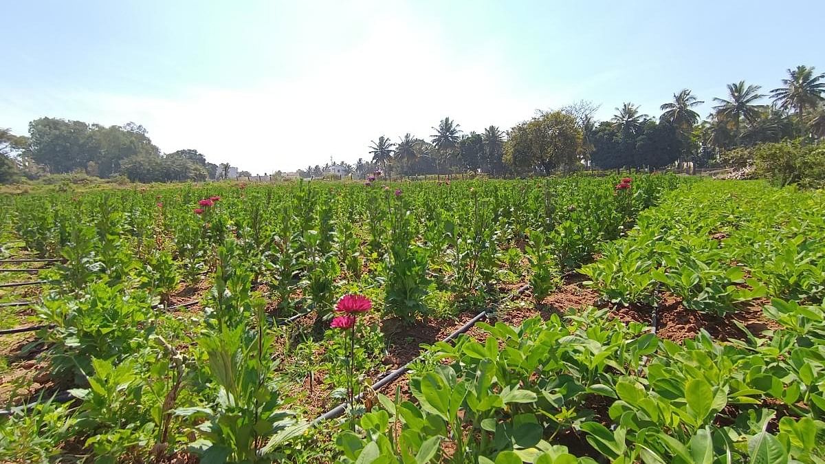Many farmers in the affected villages are into floriculture. Credit: Special Arrangement