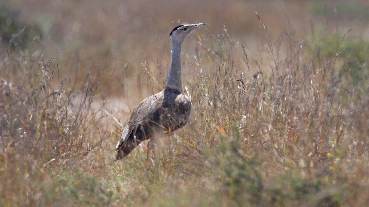 A Great Indian Bustard. Credit: DH File Photo