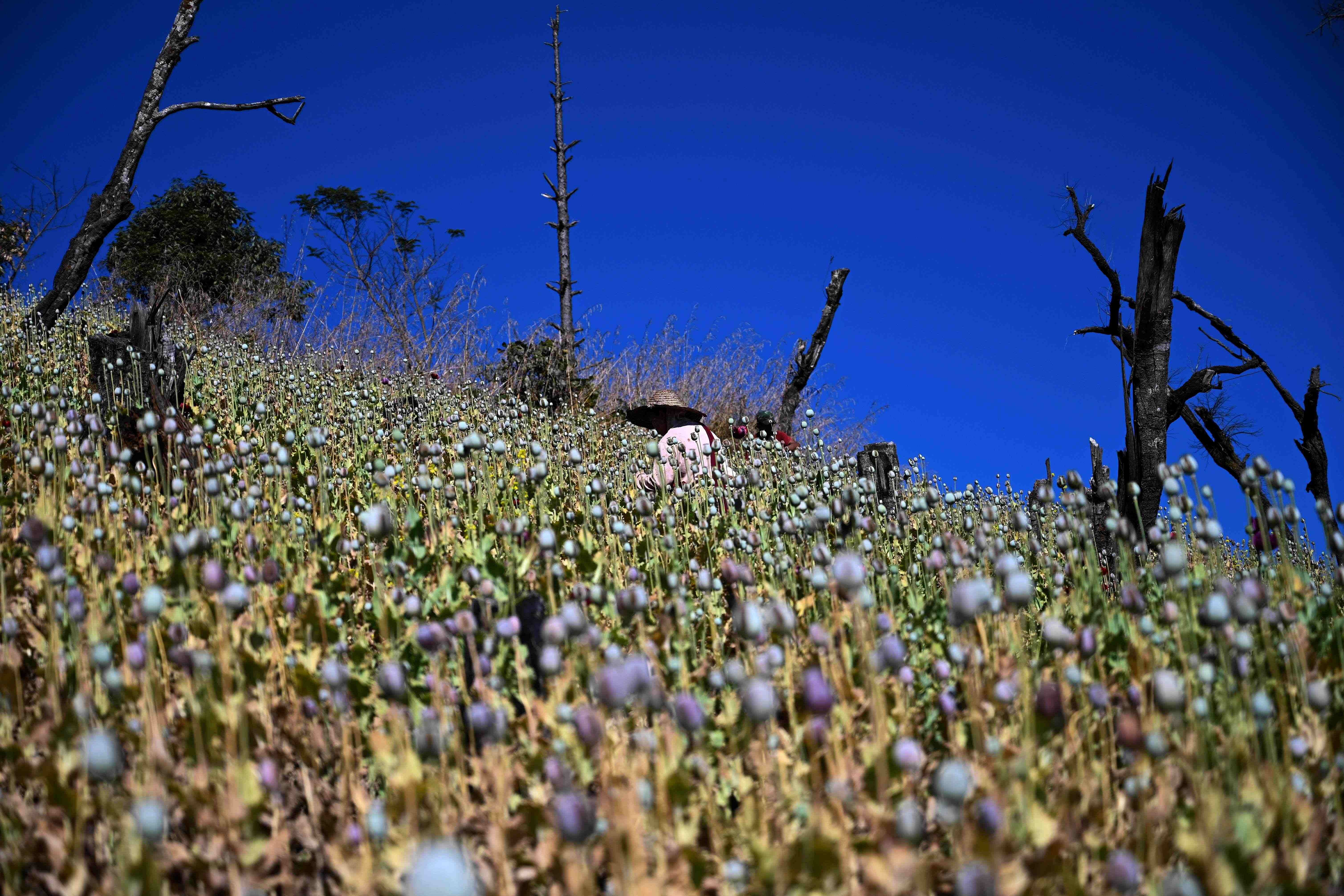 Fields of purple opium poppy stretch across the pastures and peaks of mountainous eastern Myanmar. Credit: AFP Photo