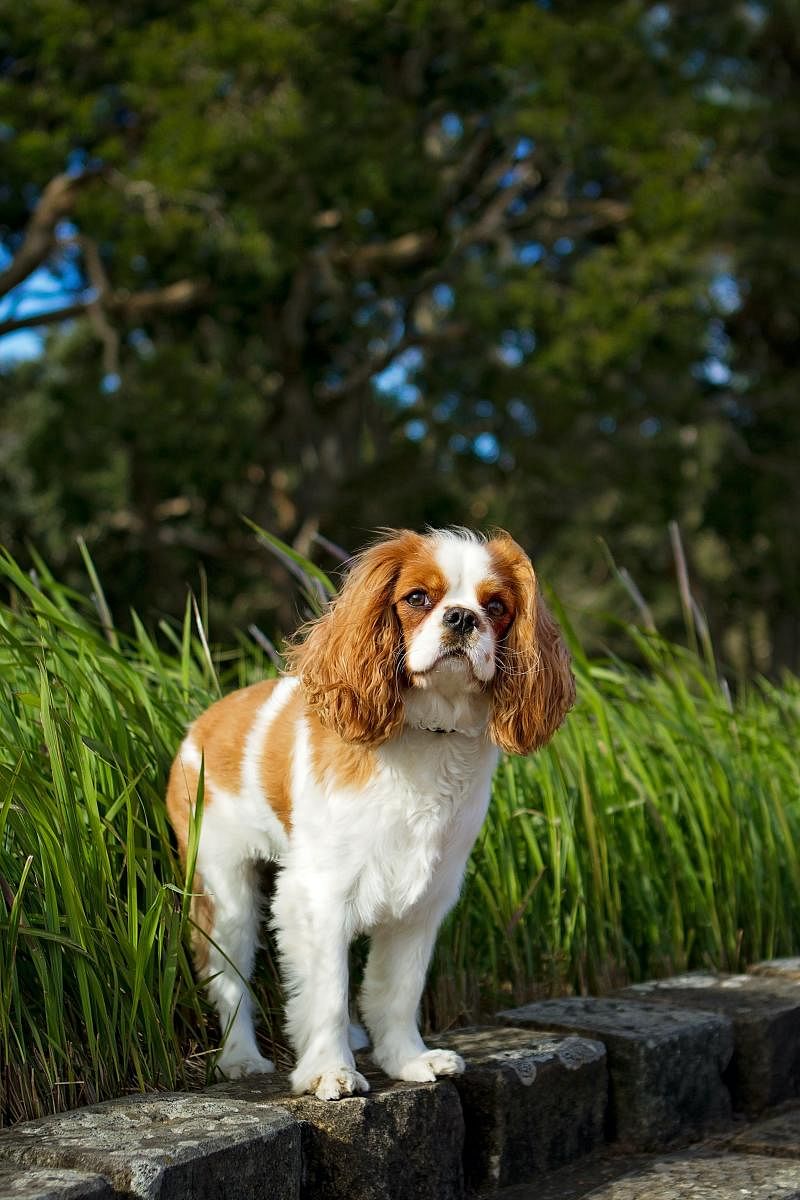 Dogs tend to stare for a long time at anything that appears strange or out of the norm, trying to make sense of it.