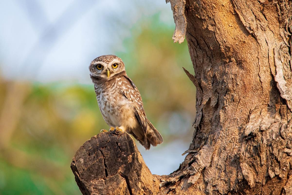 The spotted owlet's piercing gaze