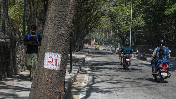A marked tree along the Sankey Tank Bund Road. Citizens say the project will claim around 40 heritage trees. DH File Photo