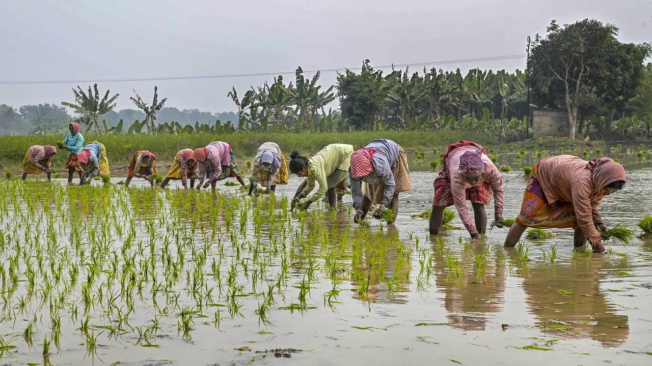 Initiatives such as PM-KISAN, PM-Fasal Bima Yojana and forming agriculture infrastructure fund have provided much needed support to the sector. Credit: PTI Photo