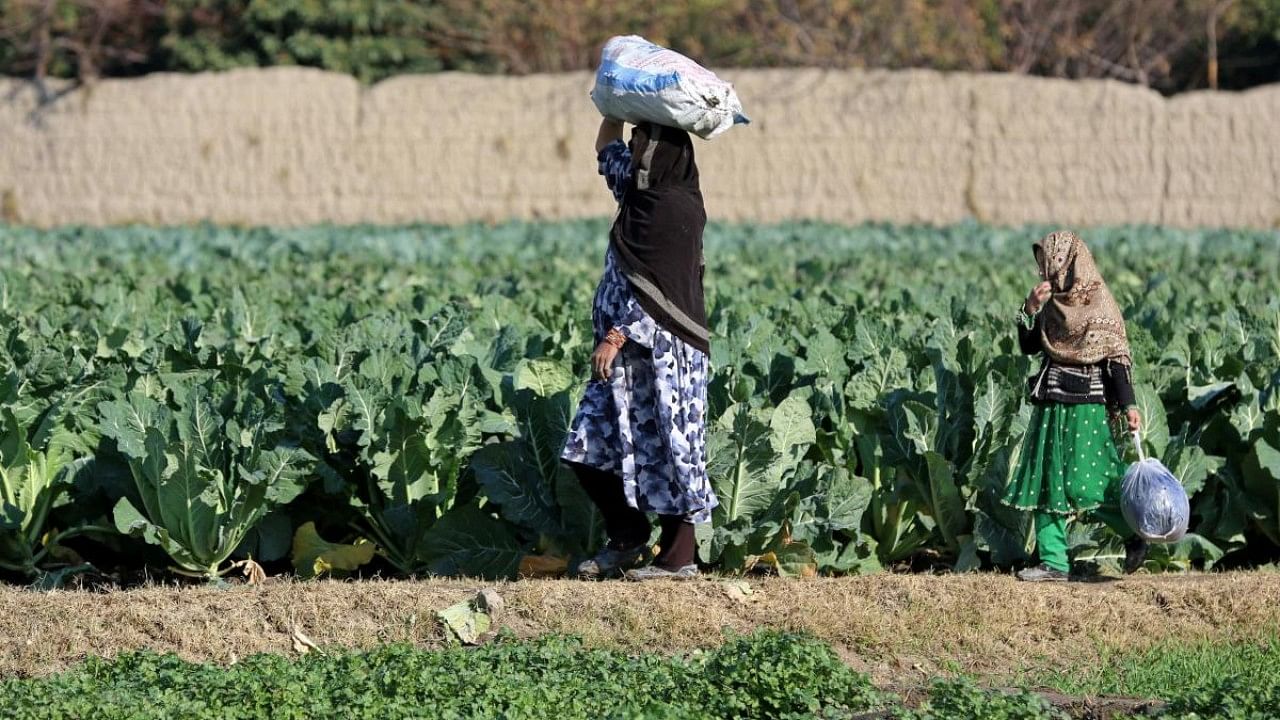 The recent Taliban ban on women working in international and national organisations and women moving about public spaces has also affected women being able to find employment. Credit: AFP File Photo