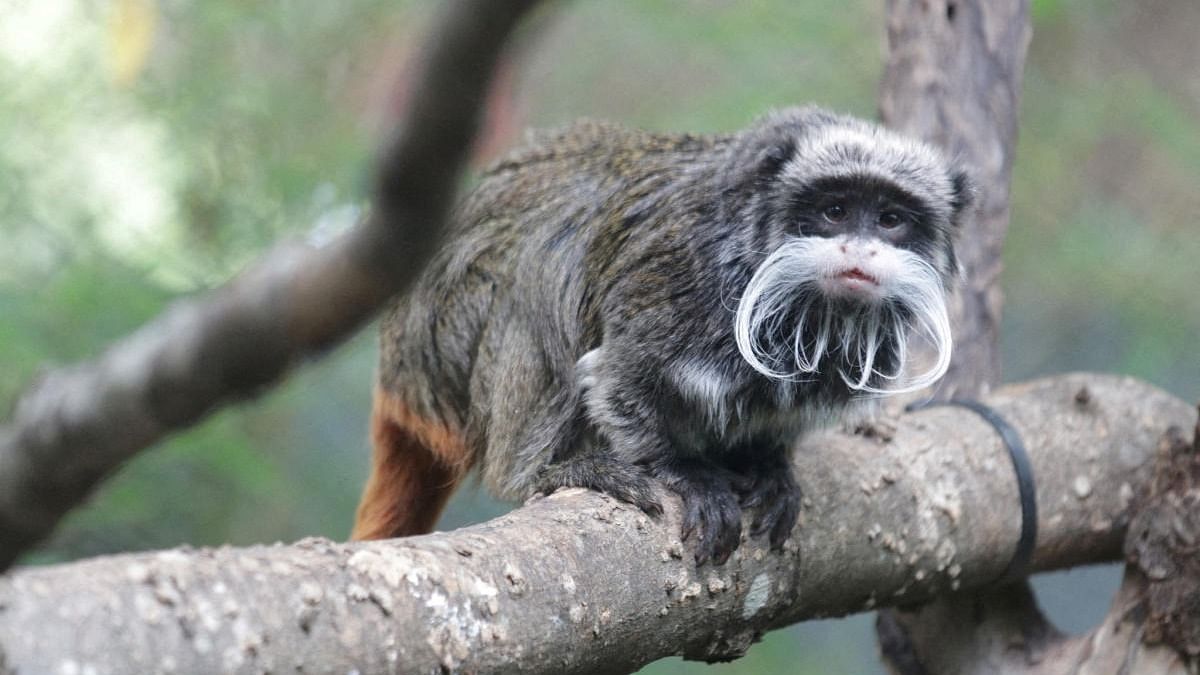 An emperor tamarin monkey is seen perched on a branch, in this undated image taken at an unidentified location, and released by the Dallas Zoo. Credit: Reuters File Photo