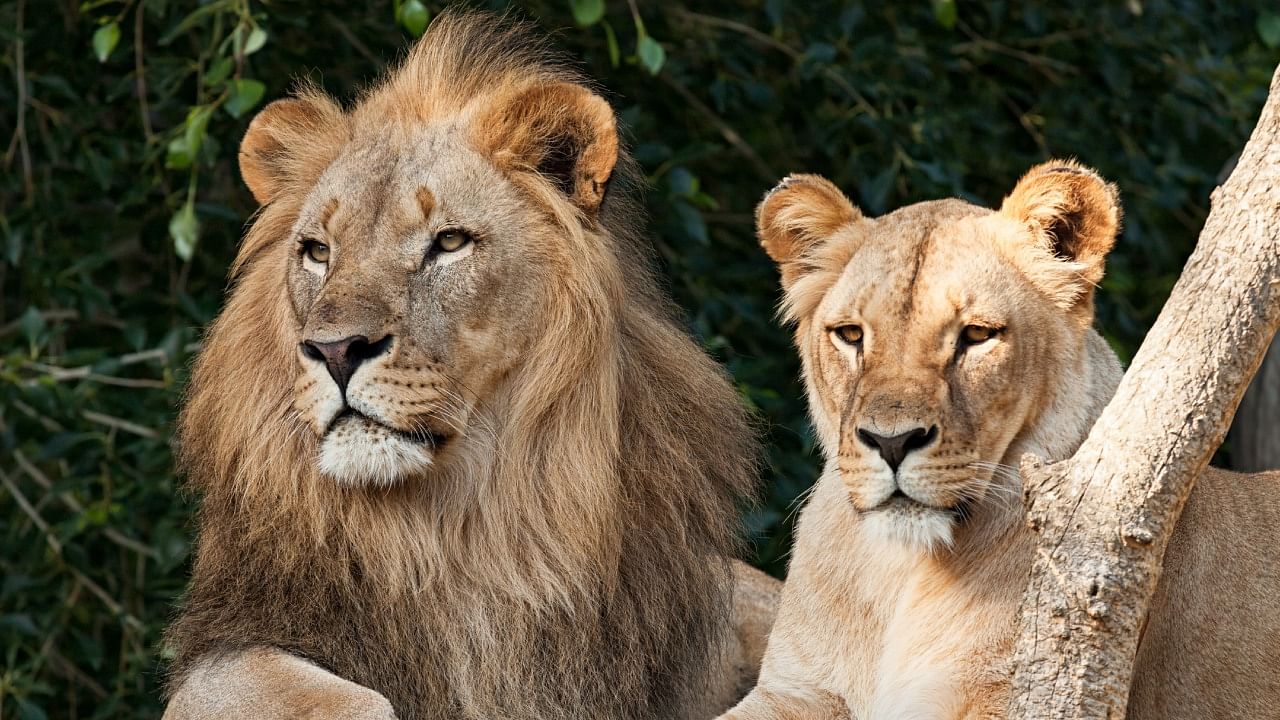 Lions from Gujarat will be among the species present in the zoo during its grand opening in April. Representative image. Credit: iStock Photo