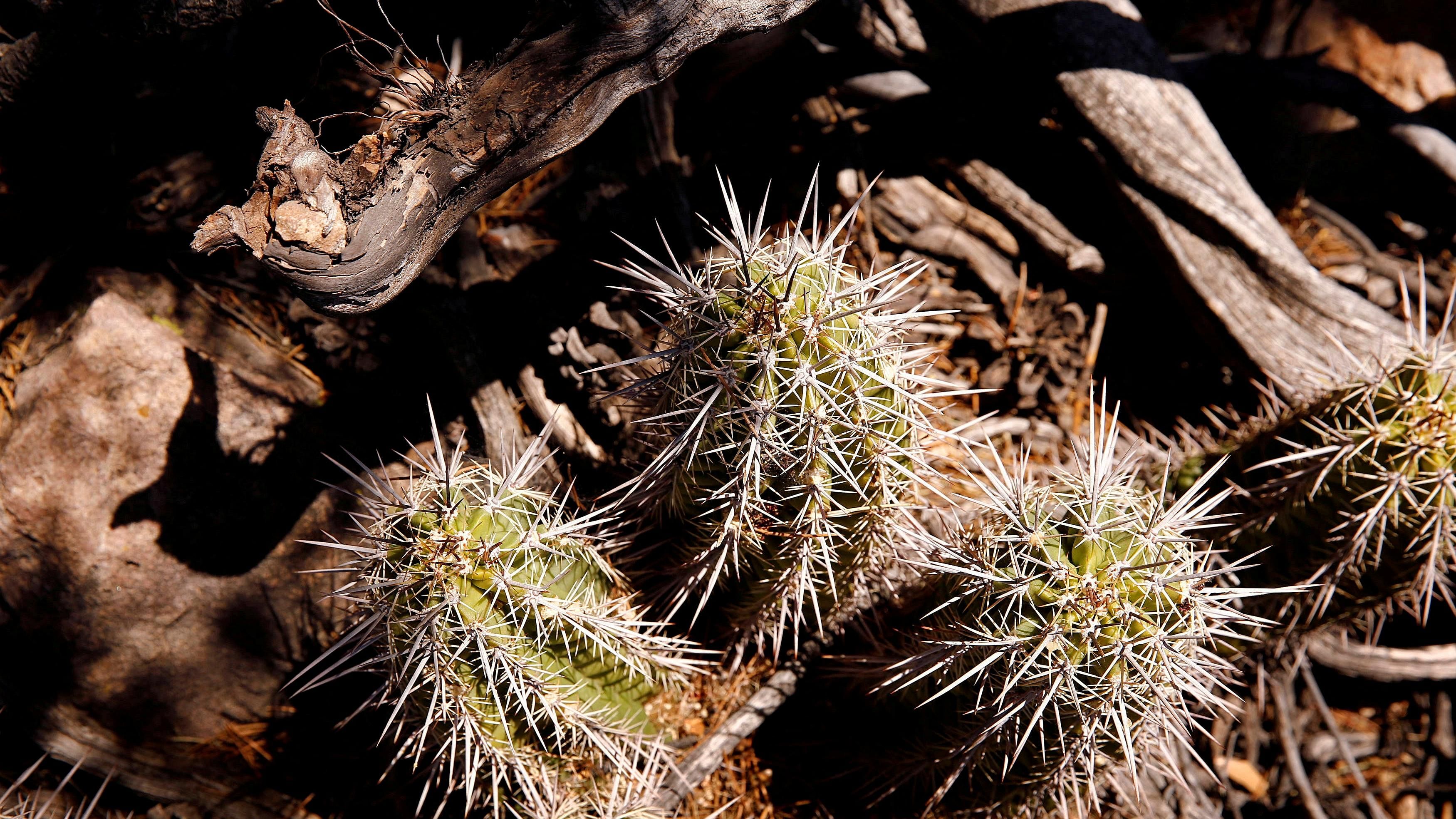  An Arizona hedgehog cactus, an endangered variety, is seen in the Oak Flat recreation area outside Superior, Arizona. Credit: Reuters Photo