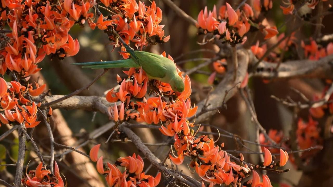 A rose-ringed parakeet on a flame of the forest tree in Bengaluru. Credit: Rohan Sharma