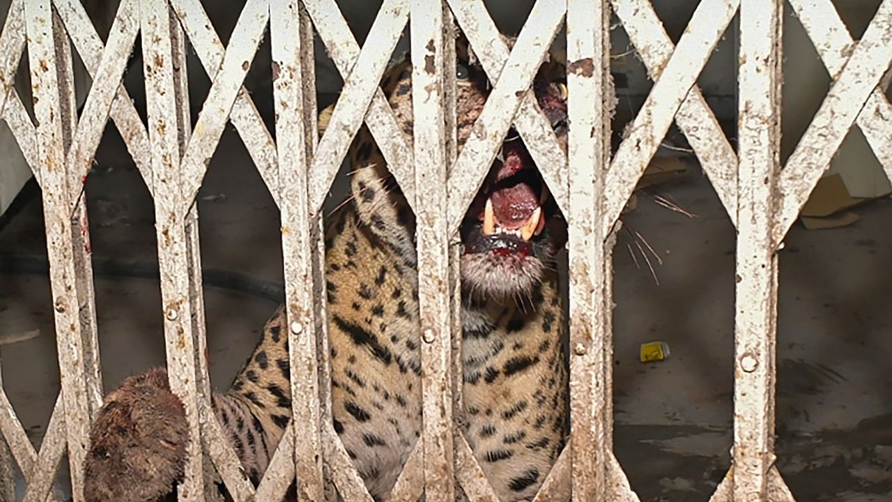The leopard which entered the premises of Ghaziabad District Court, in Ghaziabad, Wednesday, Feb. 8, 2023. Credit: PTI Photo