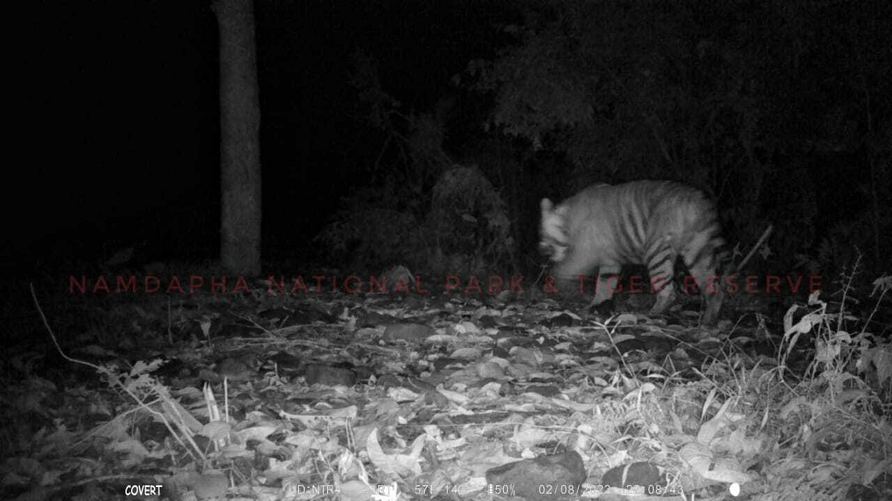 Tiger spotted. Credit: Namdapha National Park & Tiger Reserve, Arunachal Pradesh