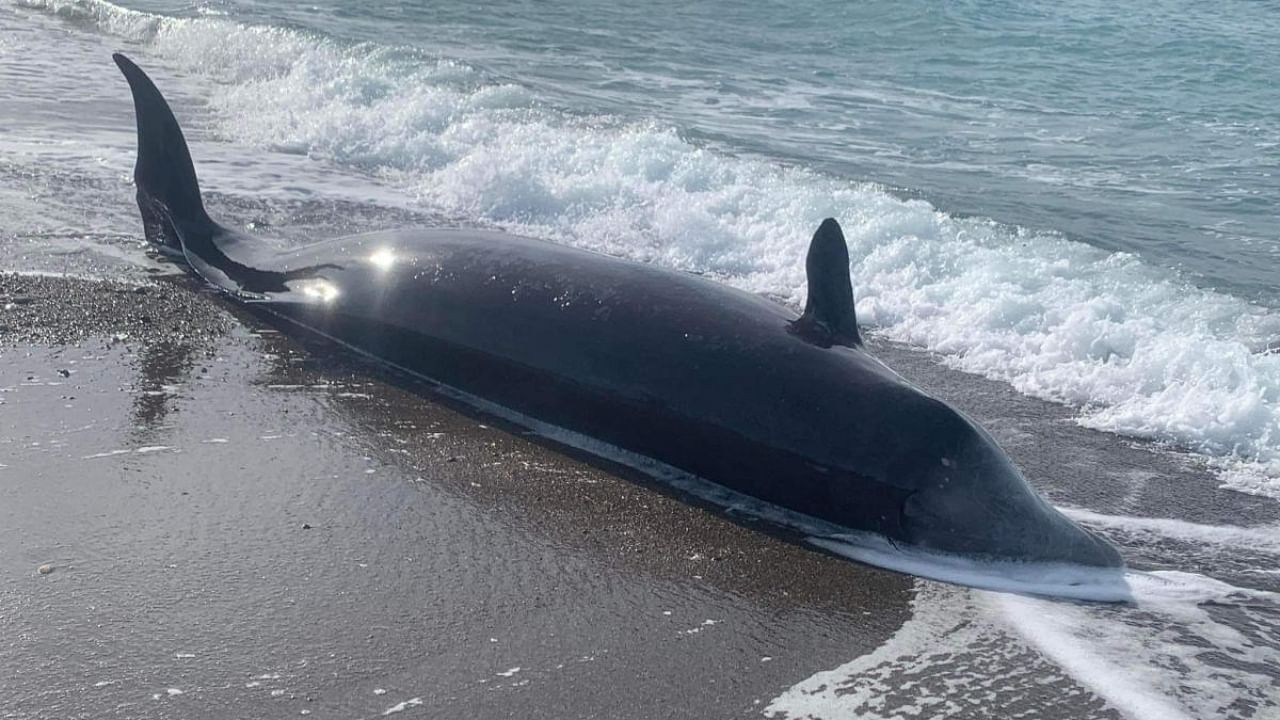 A whale is seen washed up dead on the northern shores of Cyprus near Argaka village, Cyprus February 10, 2023. Credit: Reuters Photo