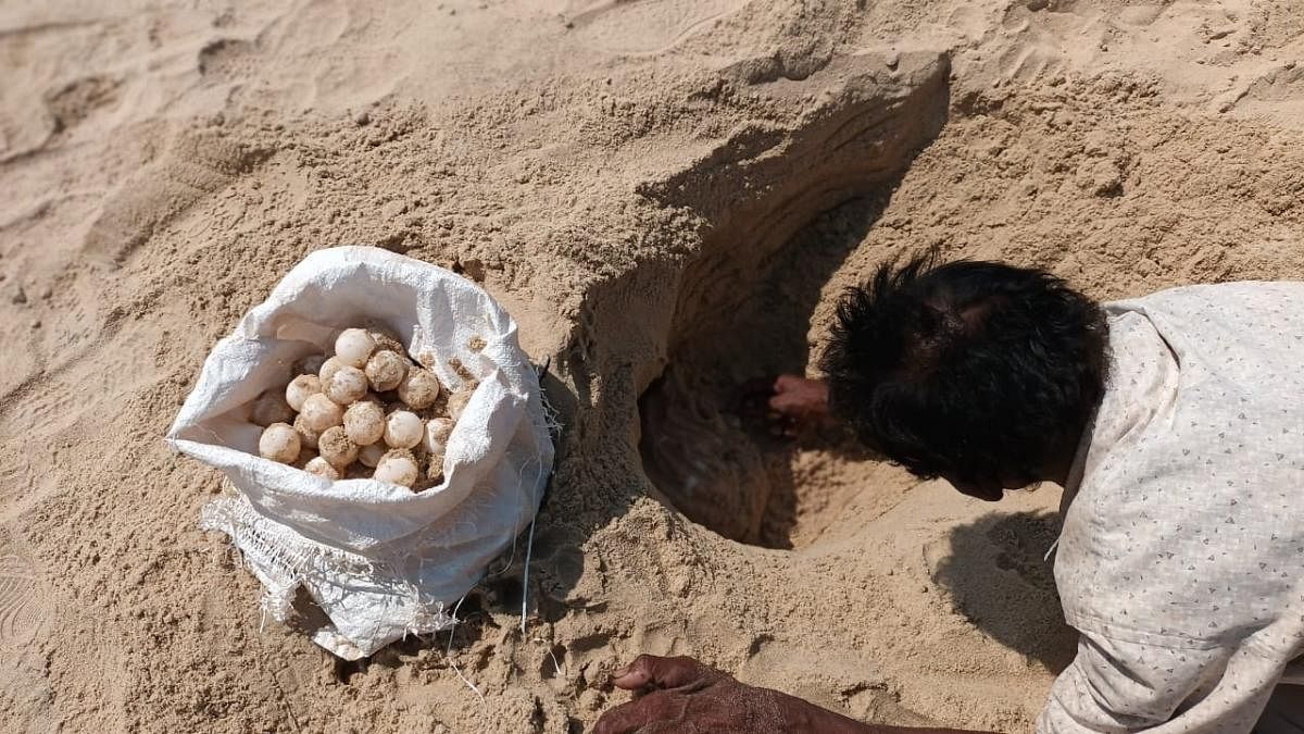 Olive Ridley turtle eggs being relocated to ensure safe hatching. Credit: Special arrangement