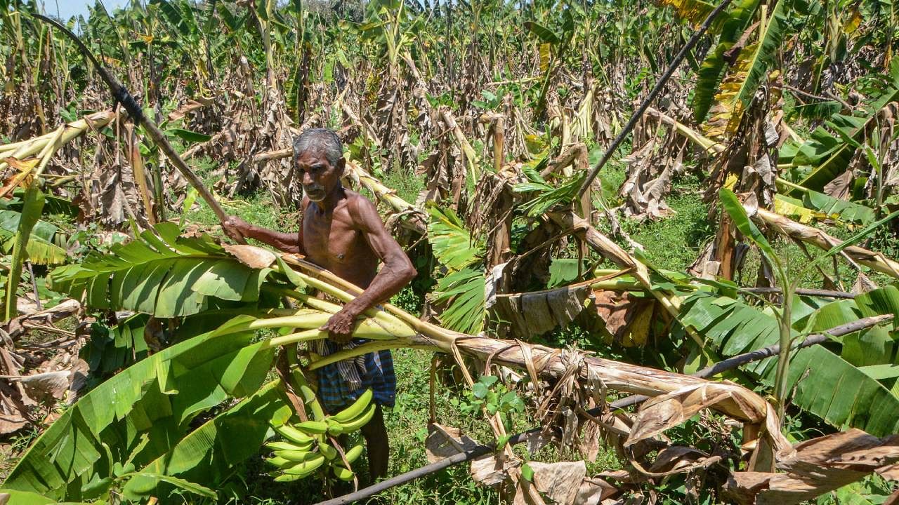 The stems should be harvested when they are mature and fully developed, as the fibres are at their strongest and most abundant at this stage. Credit: PTI Photo