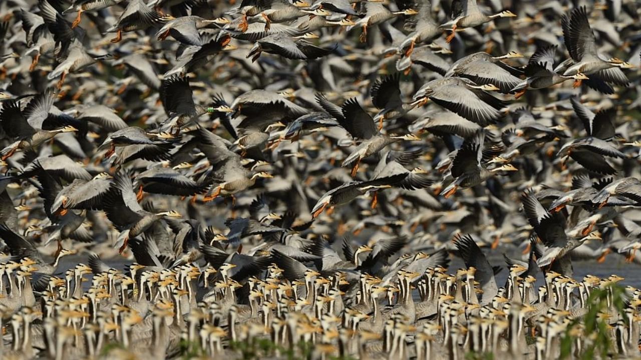 A full frame picture of thousands of migratory bar-headed geese flying off for a feeding session at Magadi Lake, Karnataka. Credit: Special Arrangement
