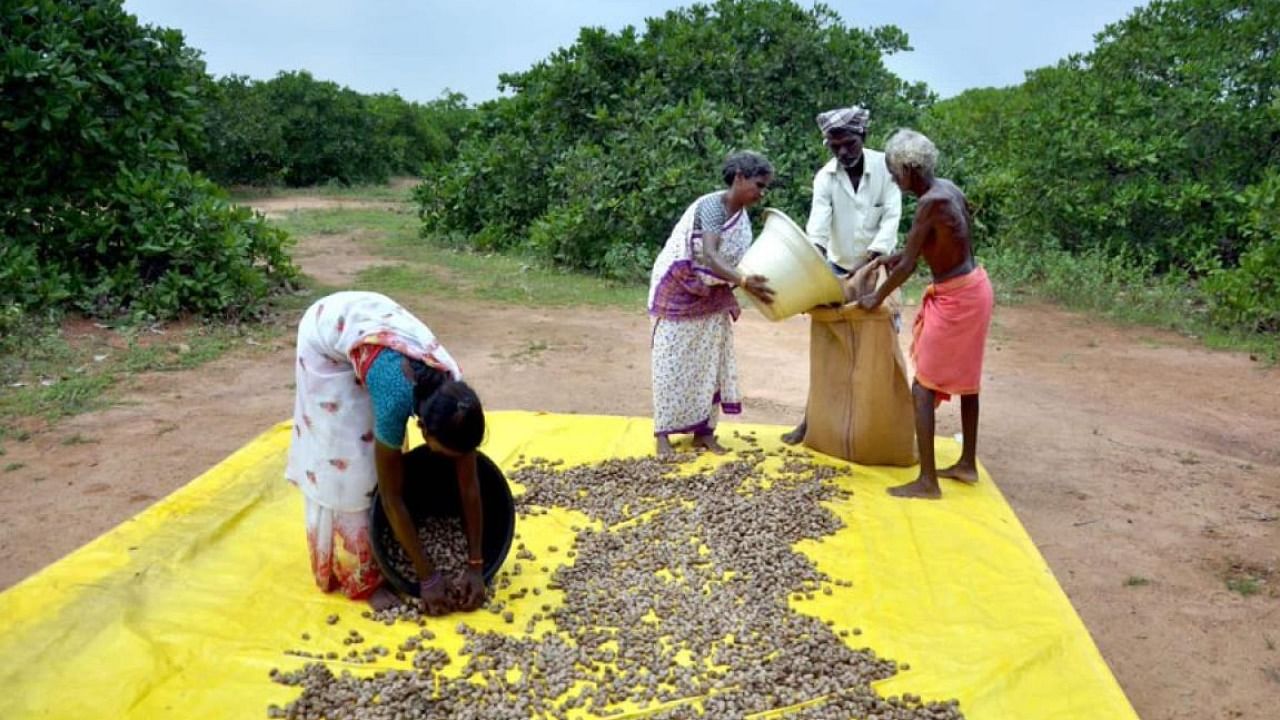 Dharmadurai and others in Koovagam tribal village in Ariyalur district used to catch snakes from habitation areas and release them into forests. Credit: DH Photo