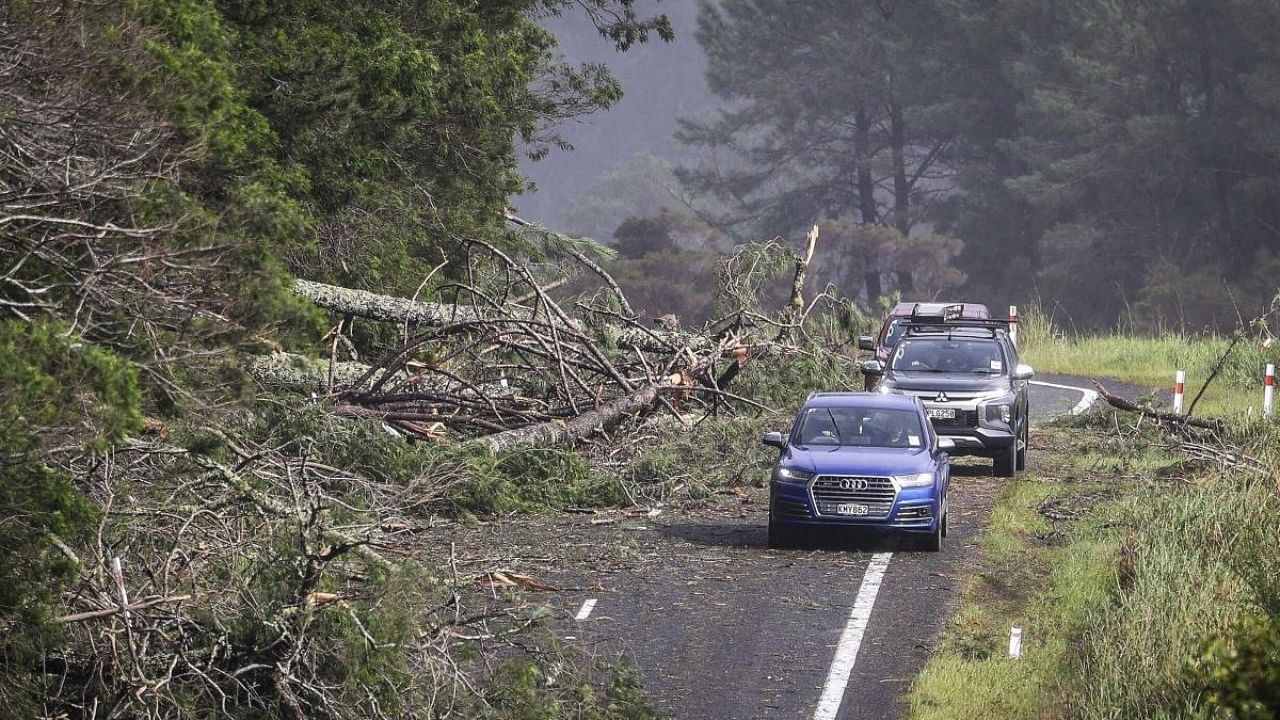 Cars dodge fallen trees on a road at Cook's Beach, east of Auckland, New Zealand, Tuesday, Feb. 14, 2023. Credit: AP/PTI Photo