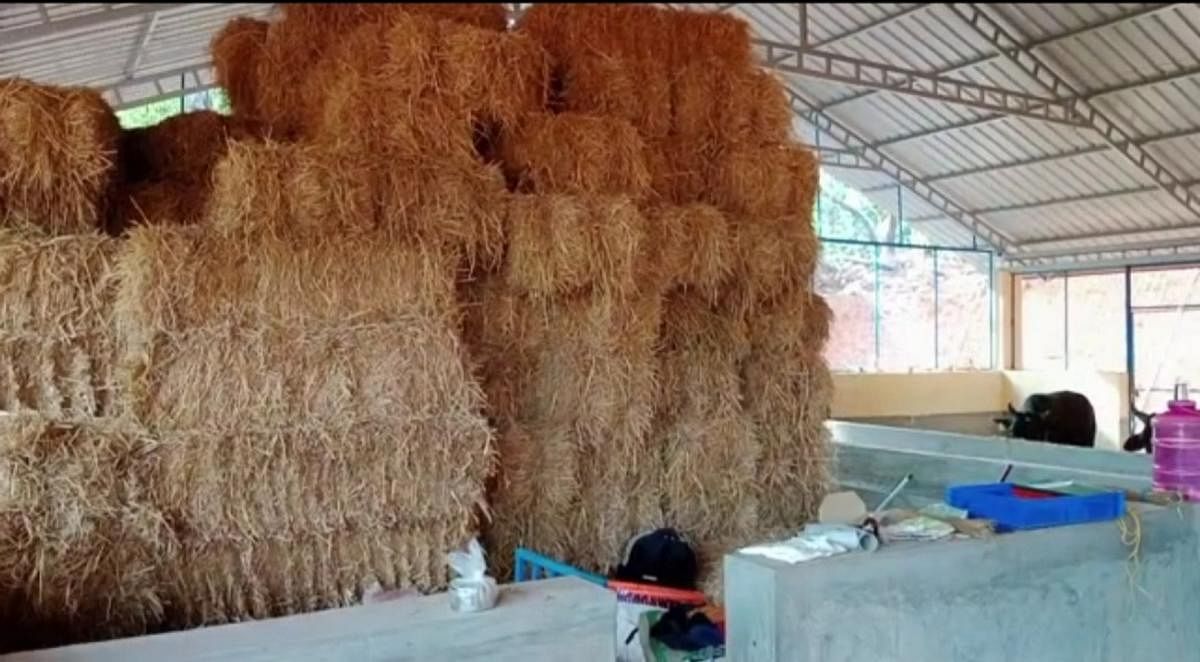 Paddy straw stocked at the gaushala. Credit: Special Arrangement