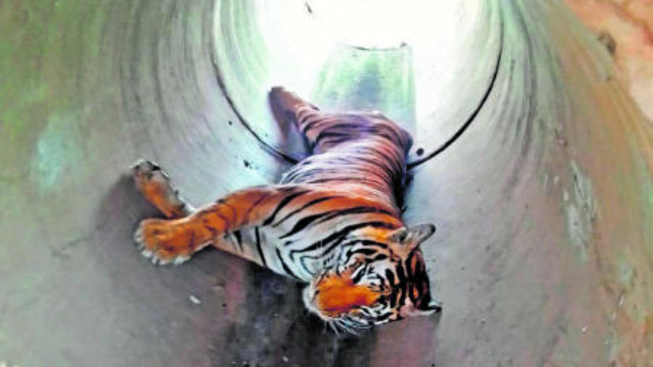 Carcass of male tiger found dead in drain pipe. Credit: Special Arrangement