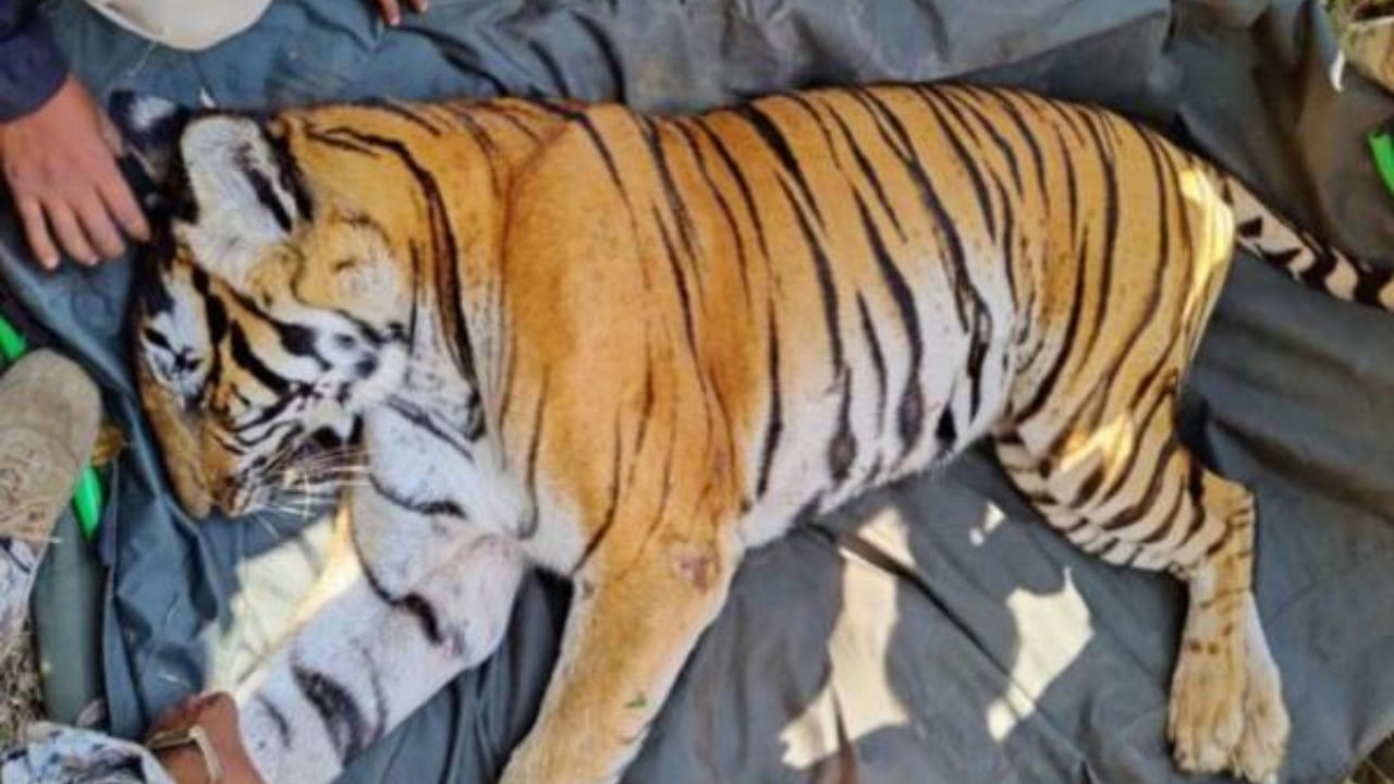 A female tiger that was captured at Nanacchi, near K Badaga, in Kodagu district. Credit: Special Arrangement