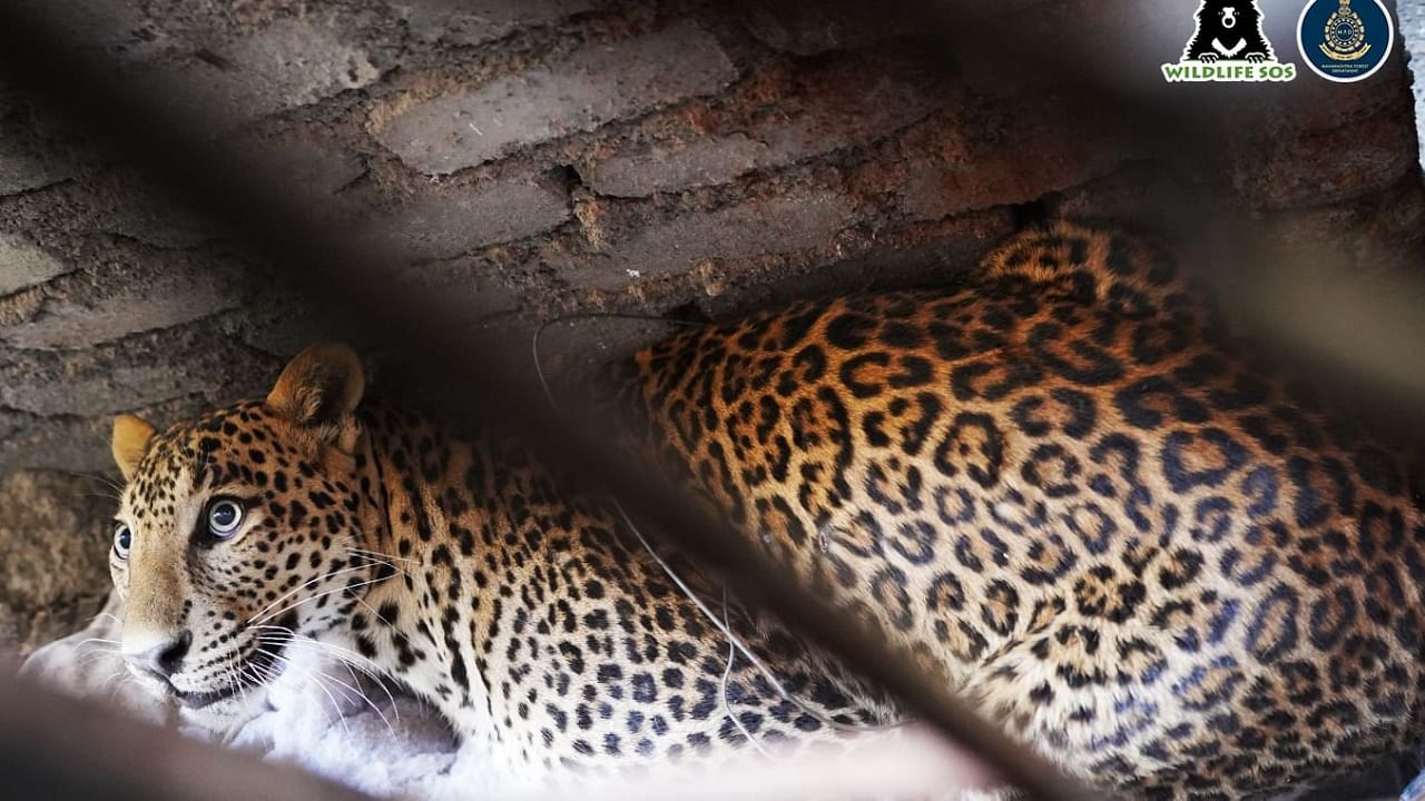 The big cat eventually took shelter in a narrow passageway in a densely populated part of the town. Credit: MFD/Wildlife SOS