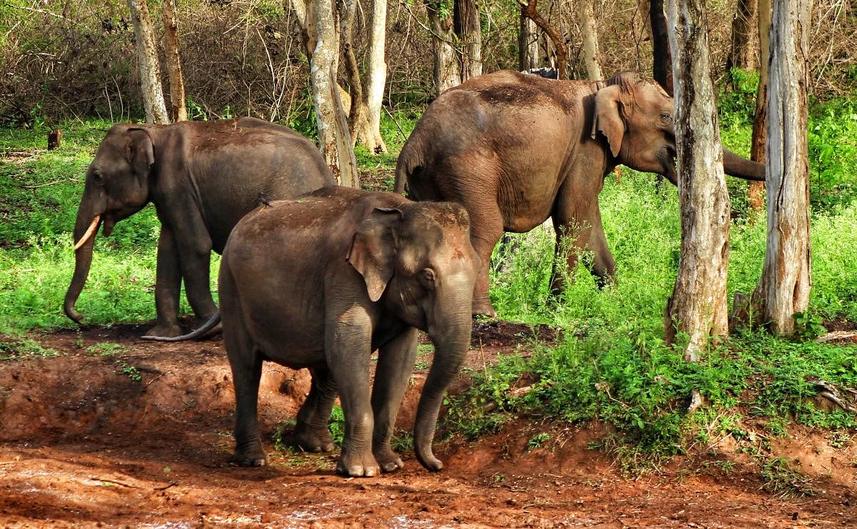 Wild elephants of Bandipur