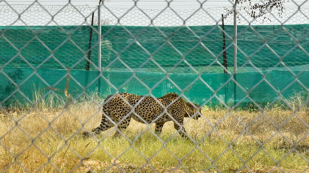 A cheetah from South Africa after being released into quarantine enclosure at the Kuno National Park, in Sheopur district, Saturday, Feb. 18, 2023. Credit: PTI Photo