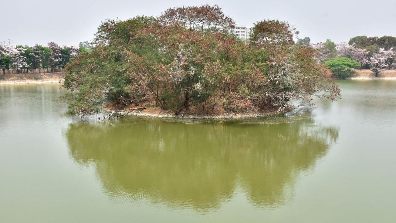 View of Benniganahalli lake in Bengaluru. Credit: DH Photo/BK Janardhan