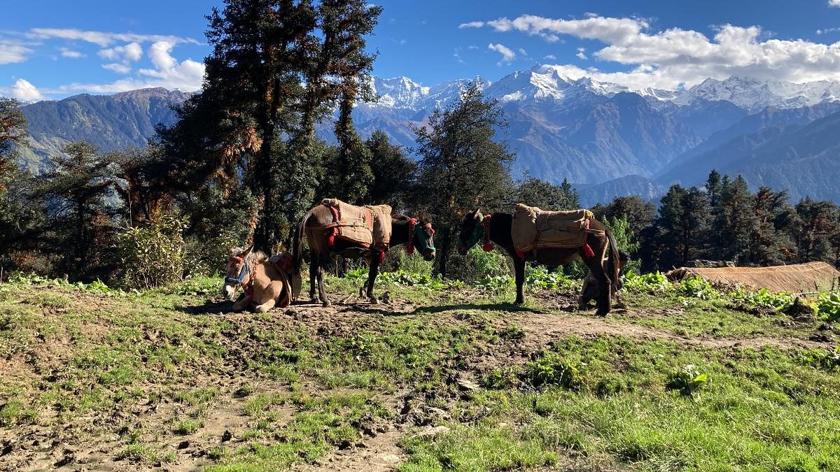 Kachhars (mules) taking a break. PHOTOS BY AUTHOR