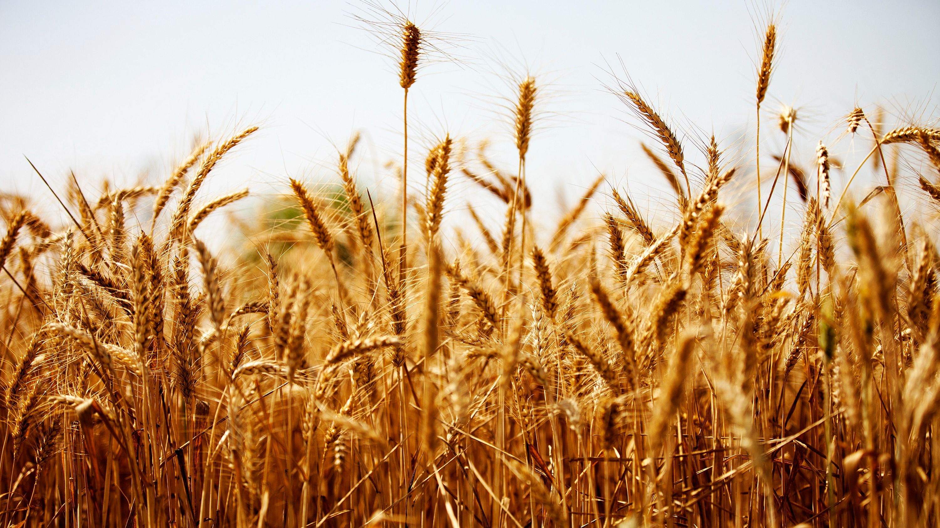 Wheat Crop. Credit: Getty Images