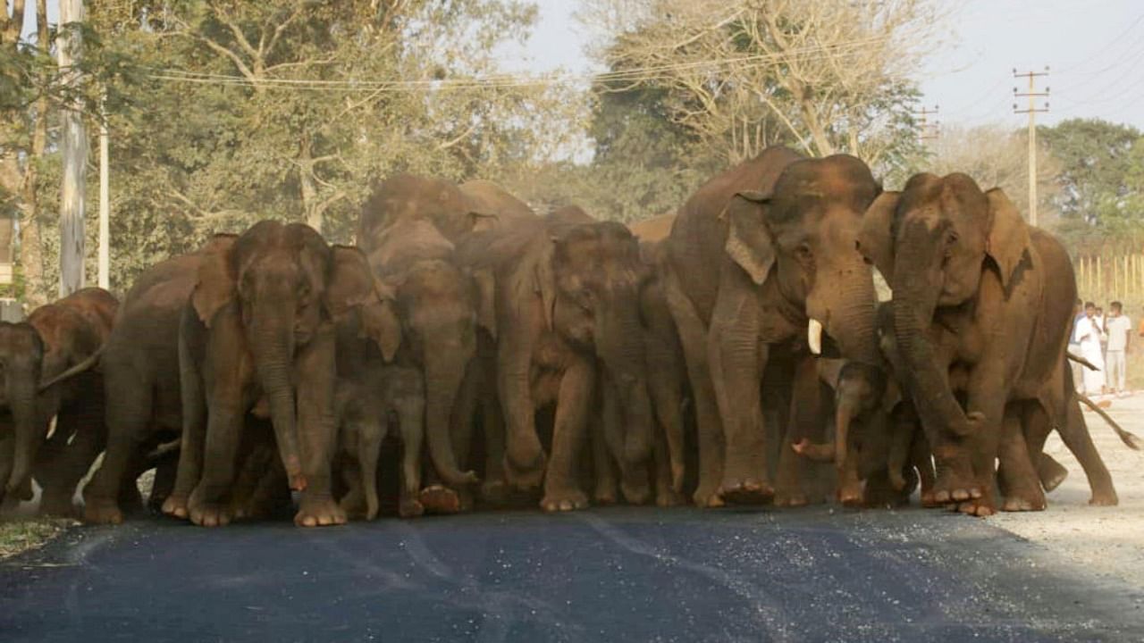 Sources in the forest department say that more than 300 wild elephants are straying into the unprotected areas of Hassan, Chikkamagaluru and Kodagu. DH File Photo