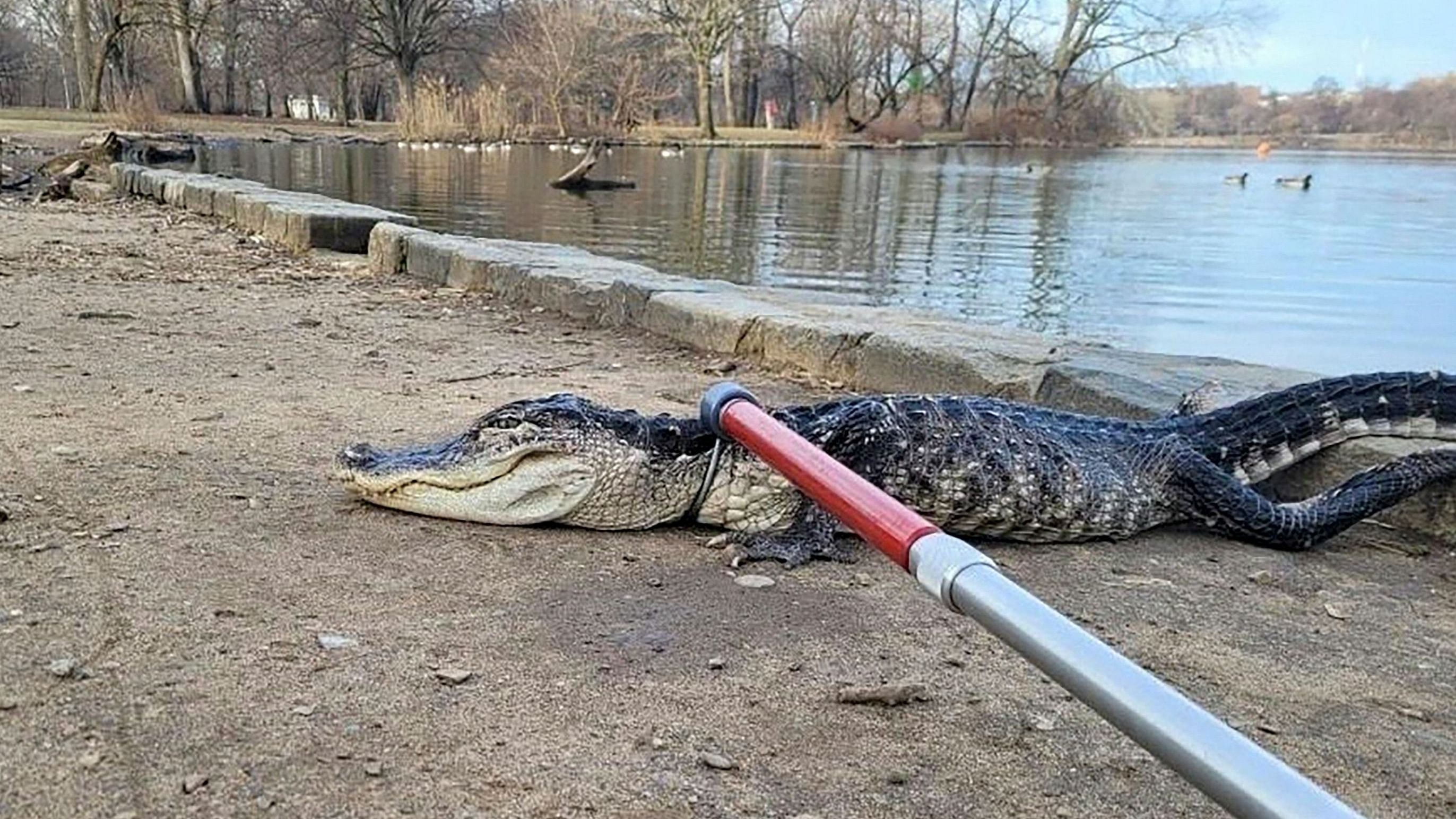 In this handout photo provided by NYC Parks on February 20, 2023, an approximately 4 foot long alligator is tended to by Parks Enforcement Patrol and Urban Park Rangers. Credit: AFP Photo