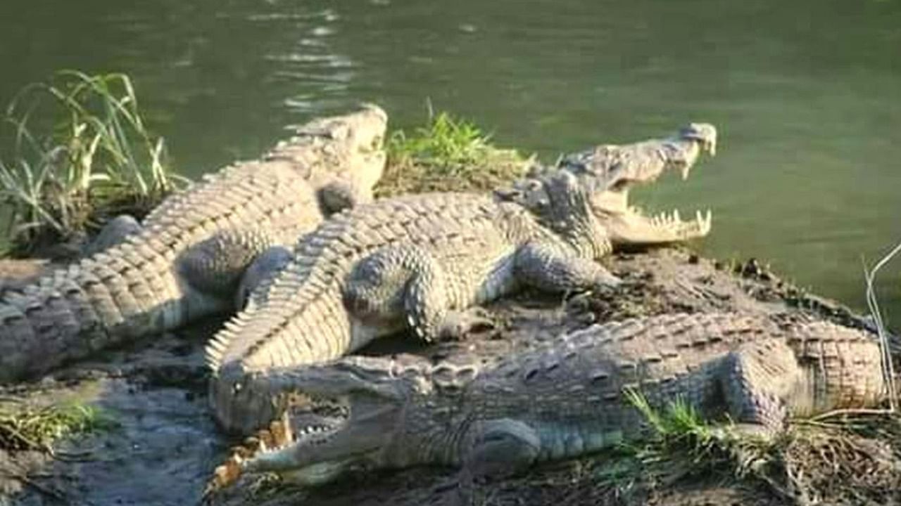 A file photo of crocodiles at the Crocodile Park in Dandeli.