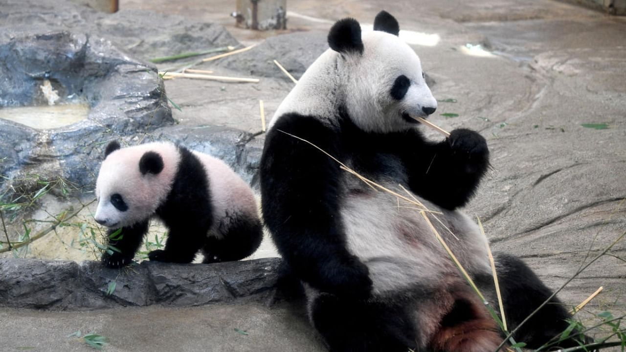 Female giant panda cub Xiang Xiang (L) walks beside her mother Shin Shin (R) at Ueno Zoo in Tokyo on December 19, 2017. Credit: Reuters Photo