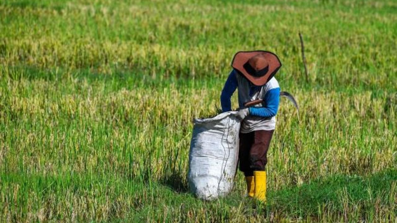 Harvesting in a paddy field. Credit: AFP Photo