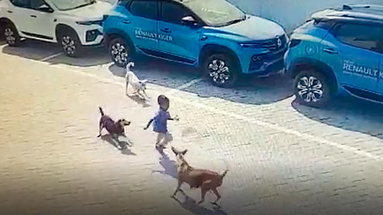 Stray dogs attack a four-year-old boy, in Hyderabad, Sunday, Feb 19, 2023. Credit: PTI Photo