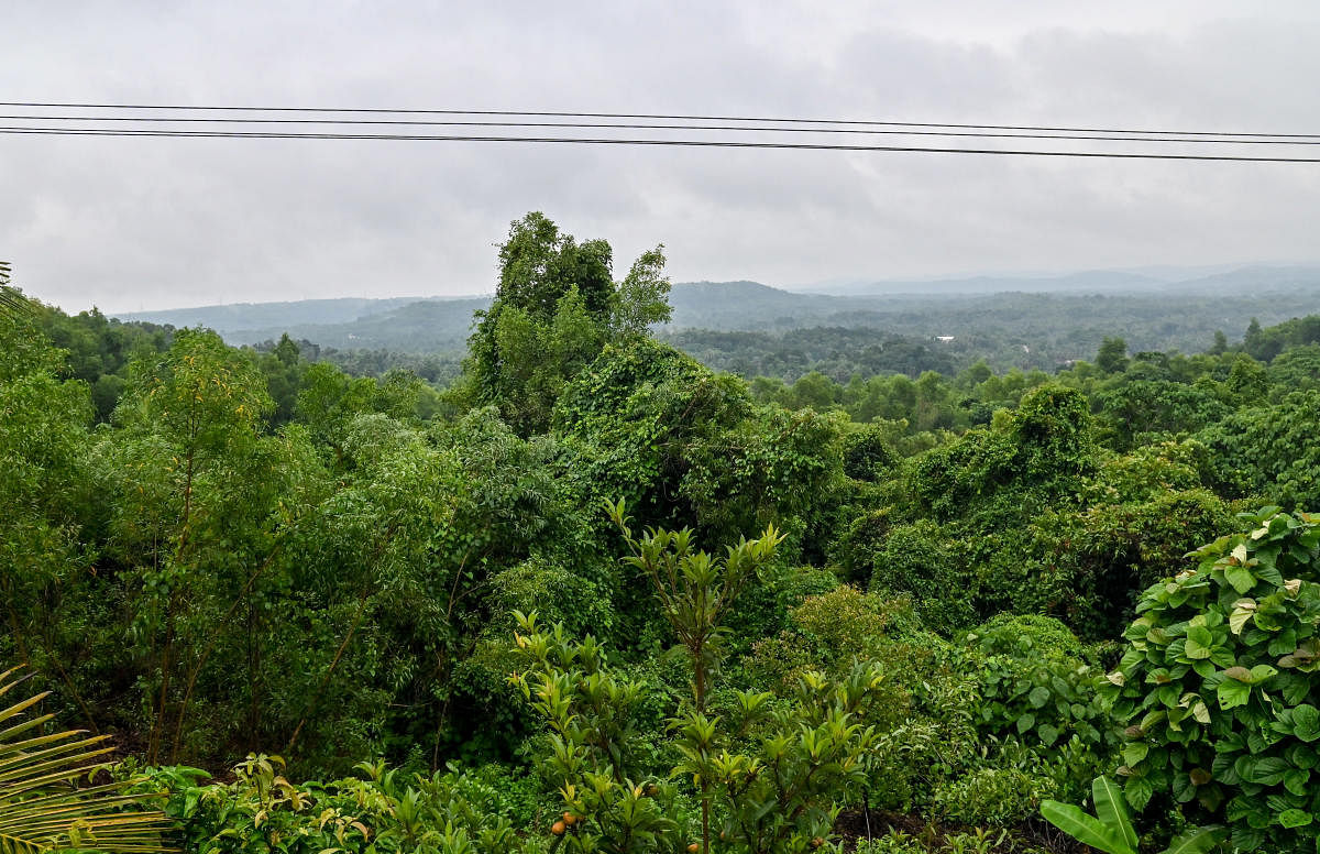 The state government denotified the forest land purportedly to rehabilitate families evicted for the constriction of Sharavathi dam. (Representational image)