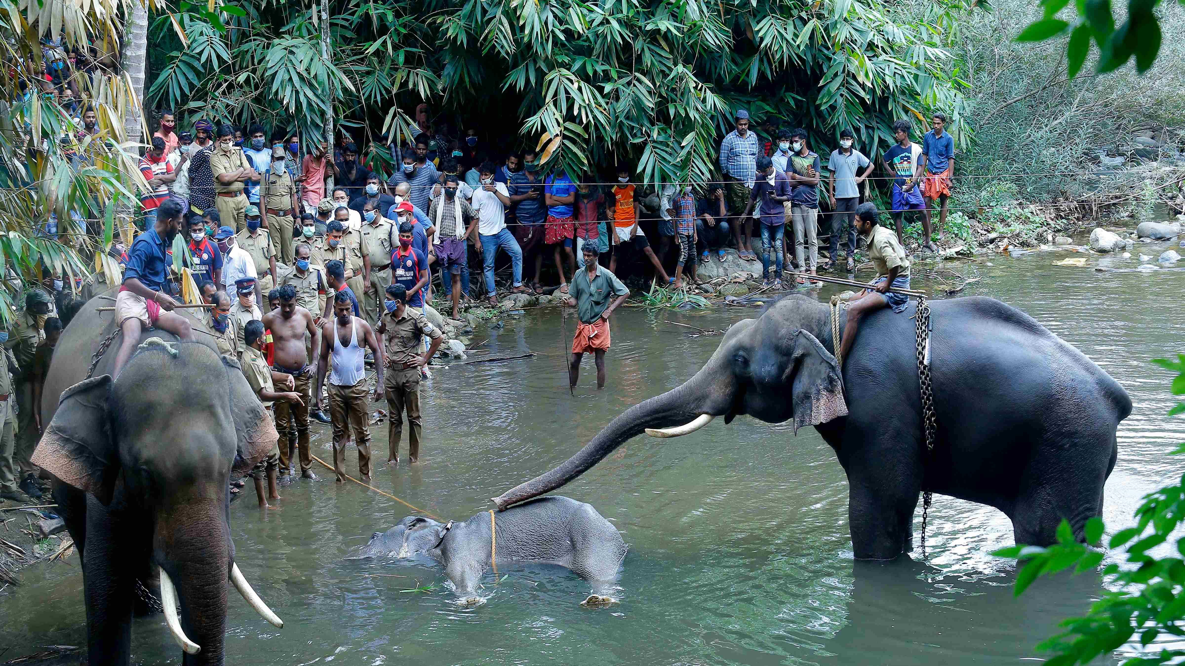 show elephants standing by a 15-year-old pregnant wild elephant who died after suffering injuries, in Velliyar River, Palakkad district of Kerala. Credit: AP Photo