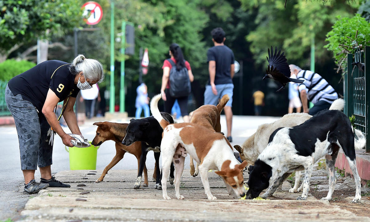 Limiting feeding of street dogs can help control their population. DH FILE