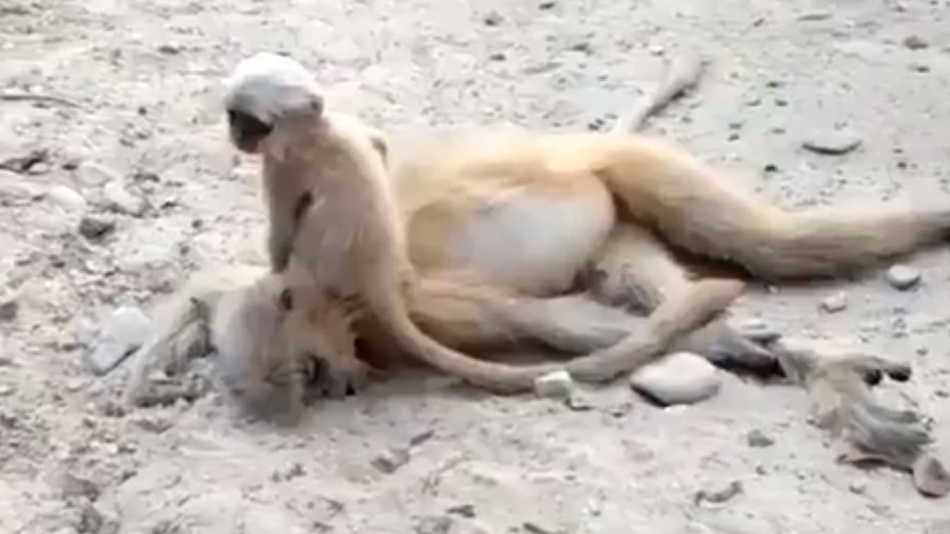 This was the second incident of a Golden Langur being run over by a speeding vehicle in the region in the last three days.  Credit: Twitter/@asomputra