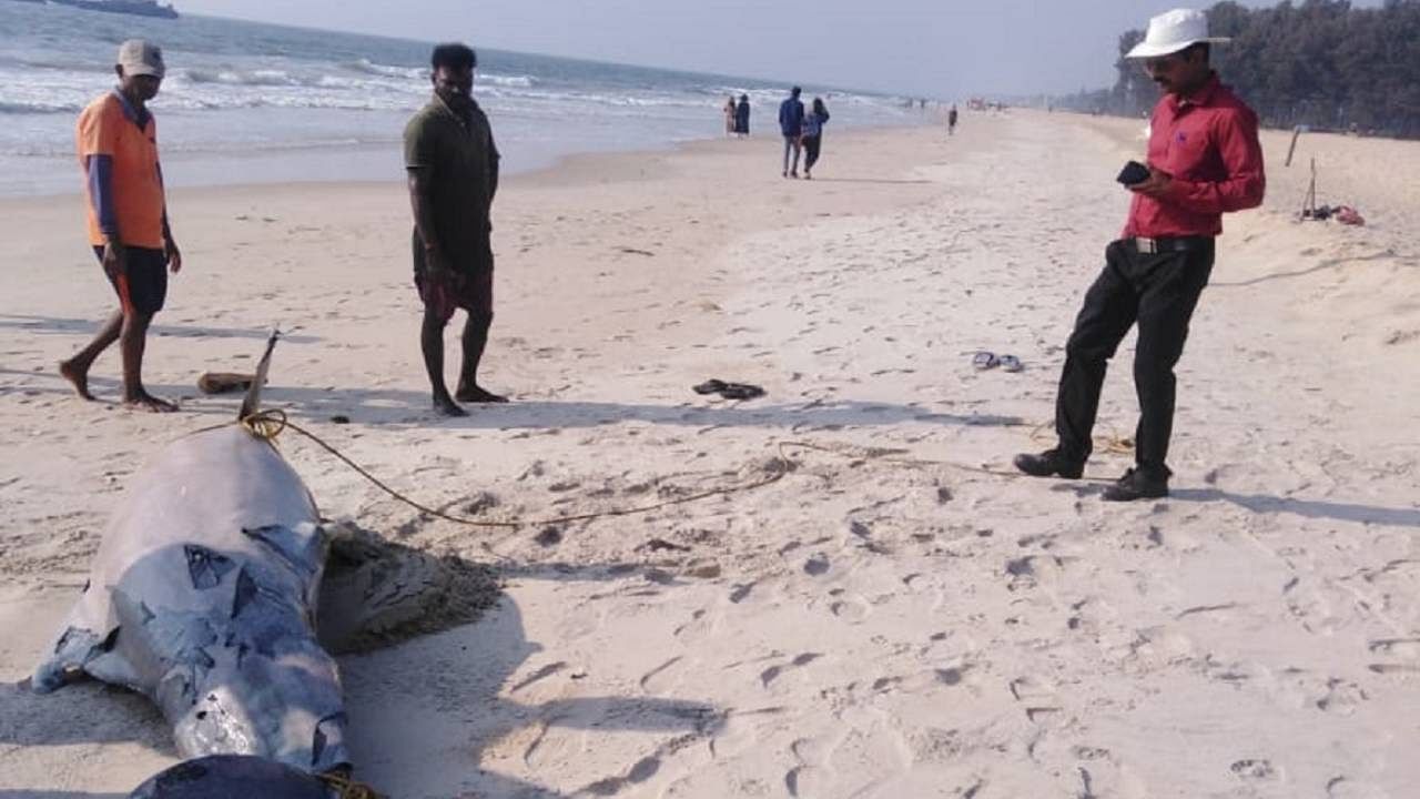 Carcass of dolphin found on Tannirbavi beach. Credit: Special Arrangement 