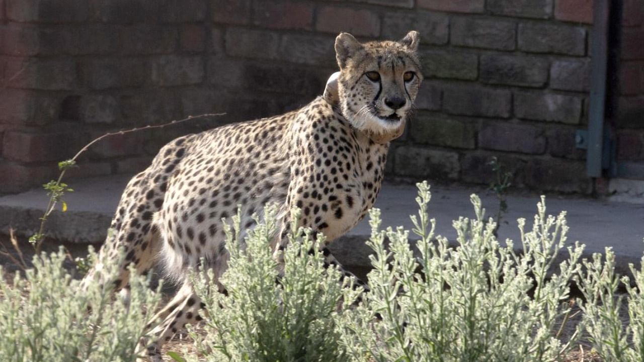 A cheetah inside a quarantine section at a wildlife reserve in South Africa's Bella Bella. credit: AP/PTI File Photo