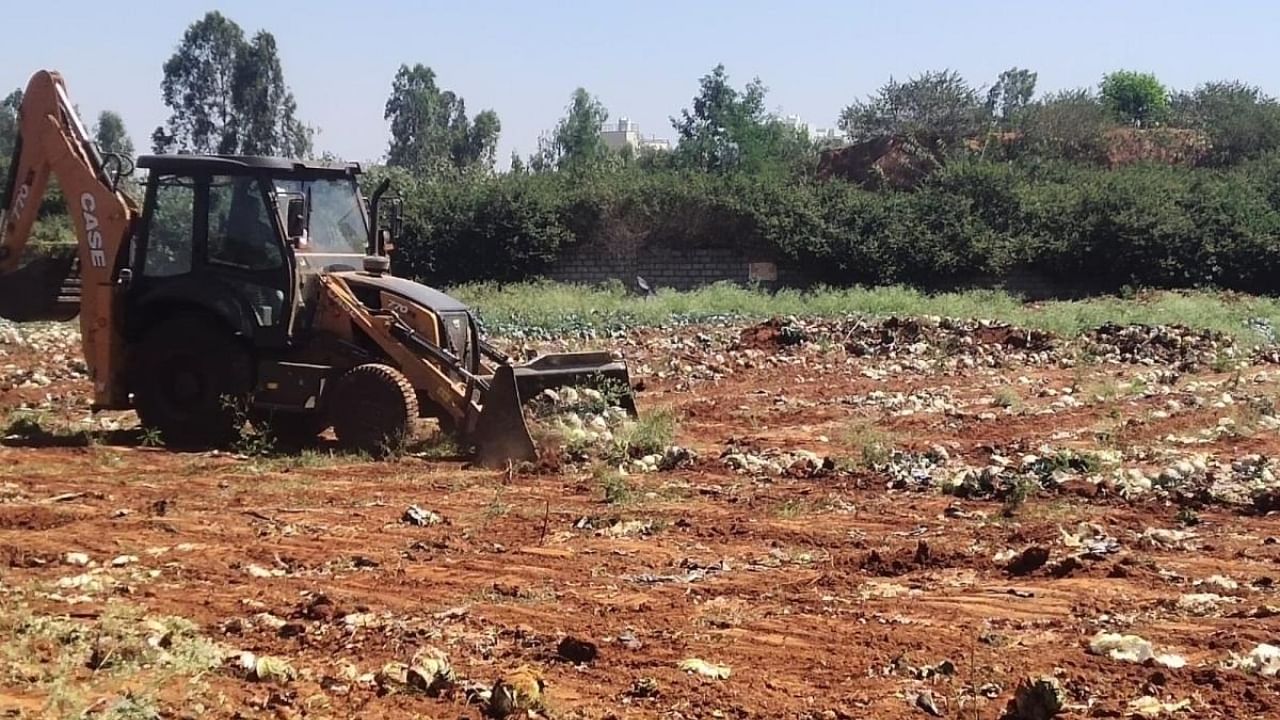 Over the last three days bulldozers began uprooting tonnes of vegetables and fruits. Credit: DH Photo